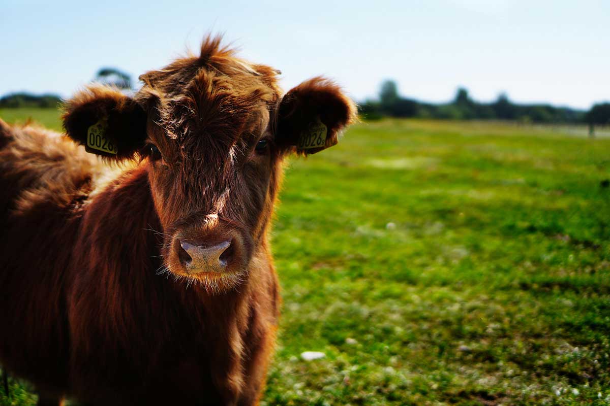 Cow standing in a field
